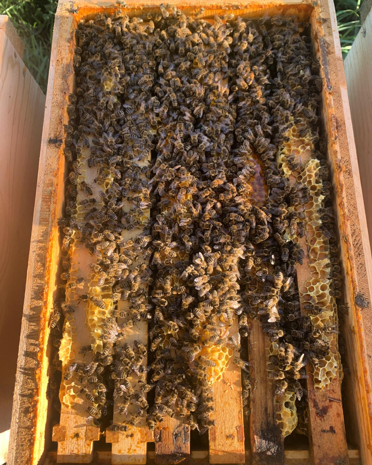 Ablegerbienenvolk 5 oder 6 Waben – Abgabe ab Ende April 2026 (Jahrgang 2025) - imkerei - schluder.at