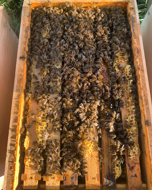 Ablegerbienenvolk 5 oder 6 Waben – Abgabe ab Ende April 2026 (Jahrgang 2025) - imkerei - schluder.at