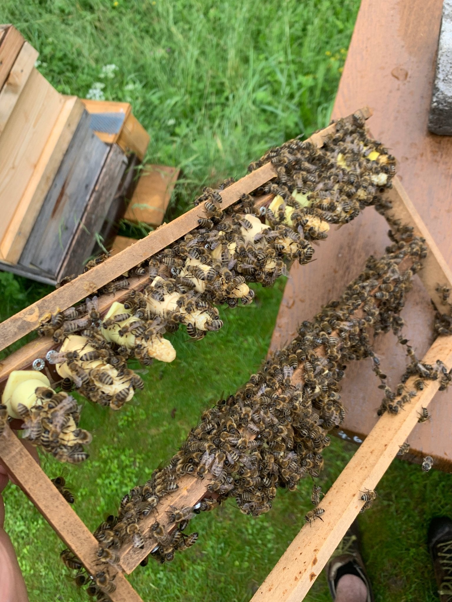 Carnica Königin unbegattet – aus geprüften Zuchtlinien (Mai bis August erhältlich) - imkerei - schluder.at