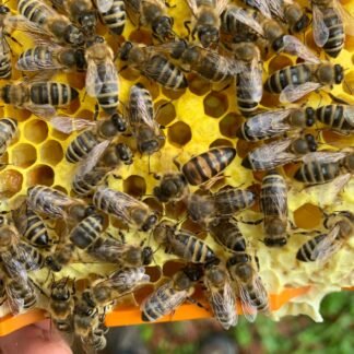 Carnica Reinzuchtkönigin – von Juni bis Mitte August erhältlich - imkerei - schluder.at