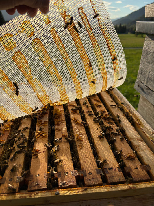 Propolis – das natürliche Schutzharz der Bienen und seine erstaunliche Wirkung