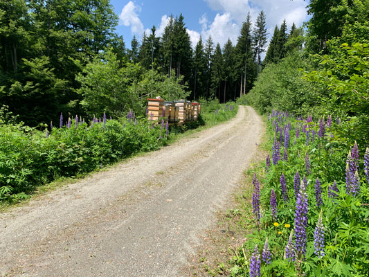 Warum unsere Bienen in Gefahr sind – und wie du mit regionalem Honig aktiv helfen kannst