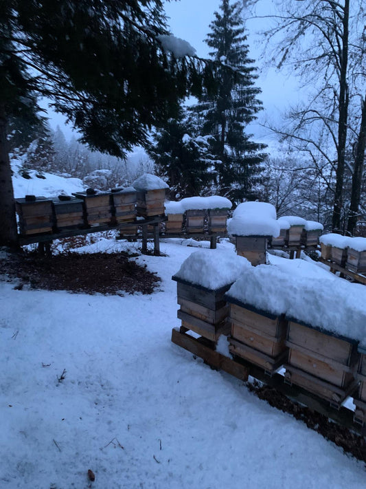 Der Mehrwert unserer Bienen im Winter – Warum die stille Jahreszeit entscheidend ist